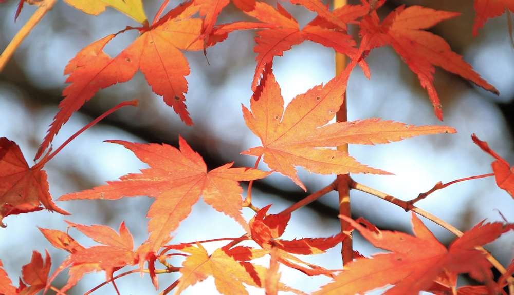 red-leaves-momiji